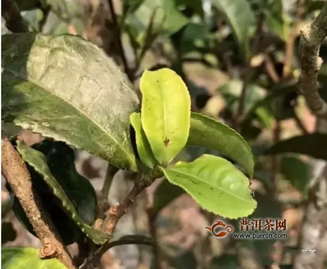 信茂堂驸马茶：普洱茶版纳产区全境干旱减产对普洱茶市场的影响