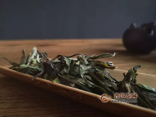 新品动态｜云南大叶白茶的小百科（写在首款白茶上市之际）
