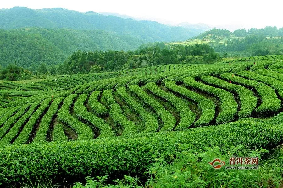 余杭徑山茶的特點