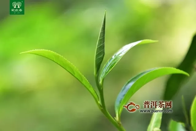 彩农茶：茶叶抗癌科学