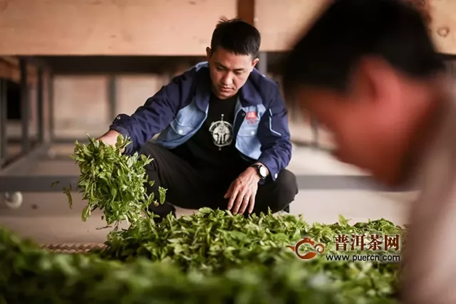 大益茶行業(yè)領(lǐng)軍秘訣：嚴(yán)守原料質(zhì)量，贏在起跑線上！