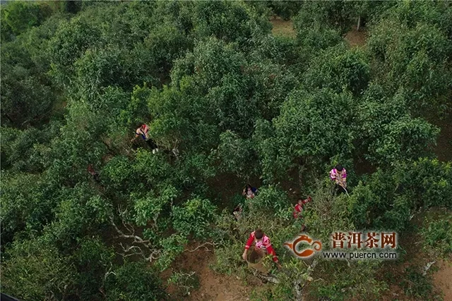 福元昌普洱茶：賀開深處尋本心