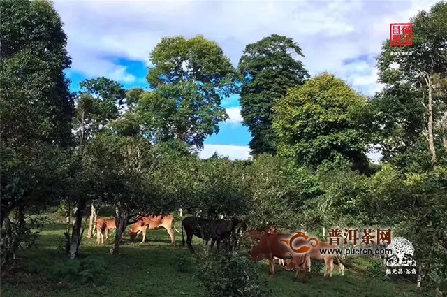 福元昌普洱茶：賀開深處尋本心