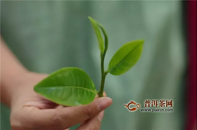 福元昌普洱茶：賀開深處尋本心