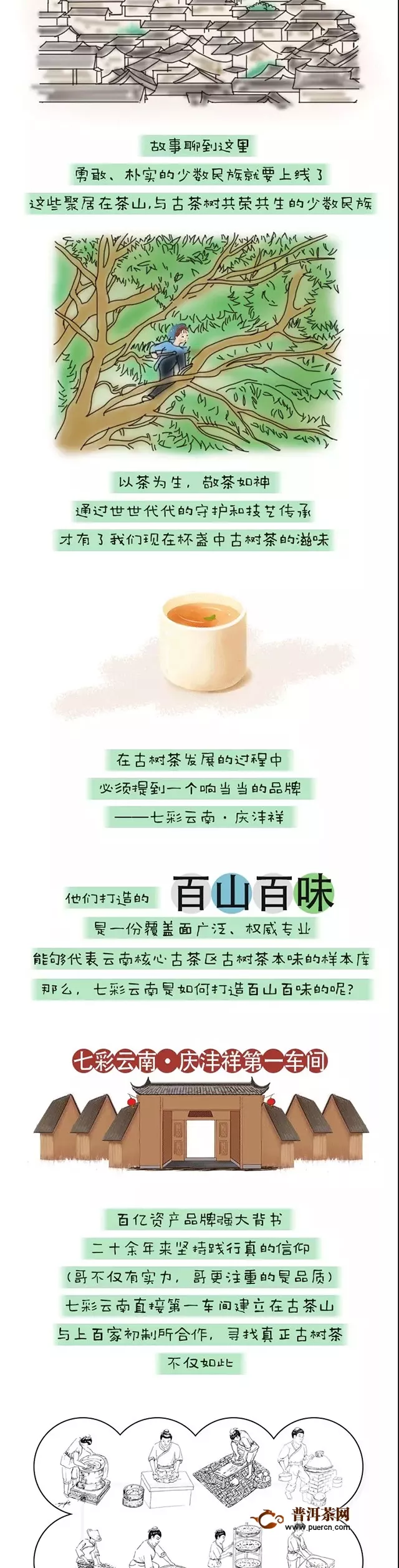 【揭秘】云南古樹茶百山百味的生命密碼！