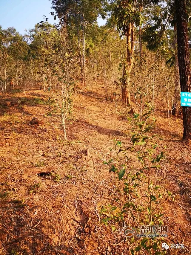 云南茶區(qū)百年難遇嚴(yán)重干旱，茶樹防旱抗旱必備實用技術(shù)