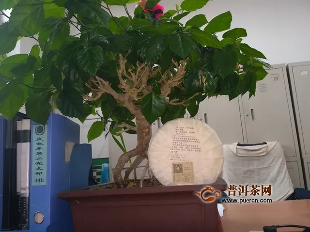 木蘭遺種意深沉 追根逆源始見真｜2018年德豐昌木蘭遺種生茶評(píng)測(cè)報(bào)告