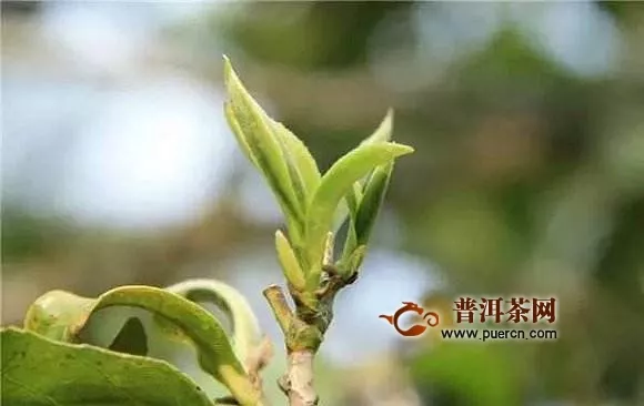 竹叶青茶有几个品种如何分类