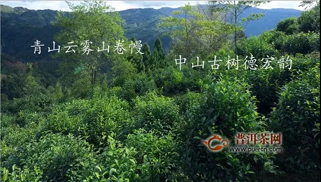 德鳳茶業(yè)：青山云霧山卷幔--德宏味（中山古樹520預(yù)購(gòu)發(fā)售）