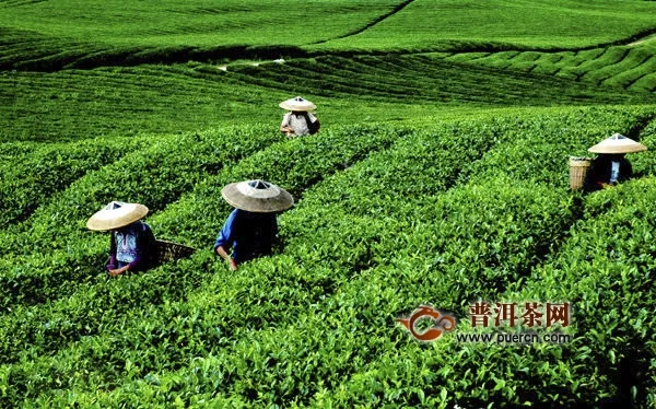 文君绿茶的产地及制作
