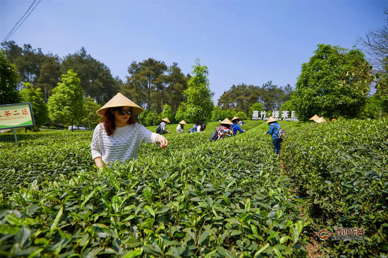 文君綠茶故事傳說