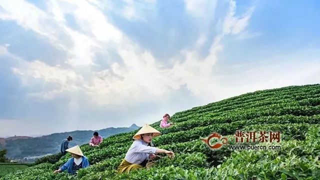 白茶产业2019年将如何变局