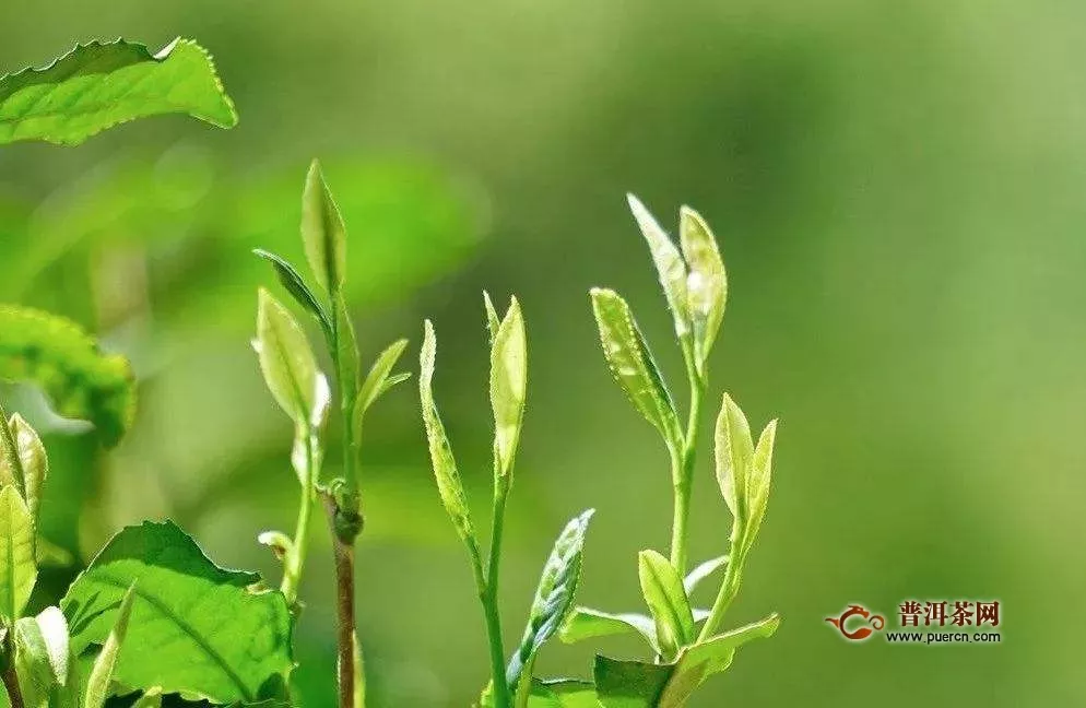 廣安松針茶價格一斤多少錢