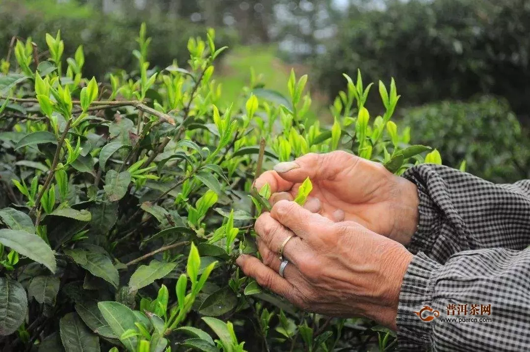 广安松针绿茶的饮用禁忌，广安松针什么时候喝最好