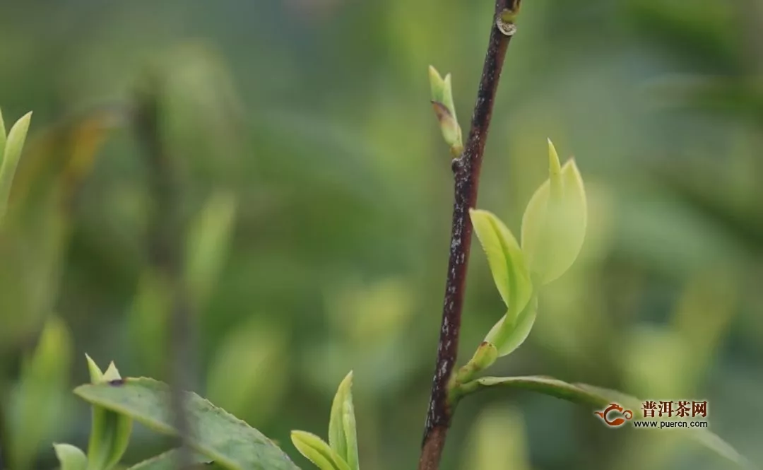 巴山雀舌茶功效與作用