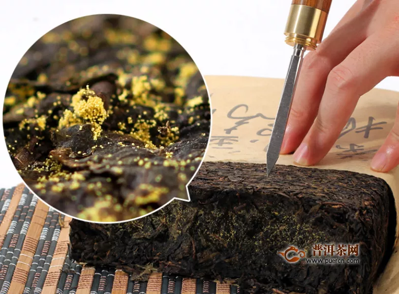 黑茶金花是什么菌，有金花菌还能喝吗