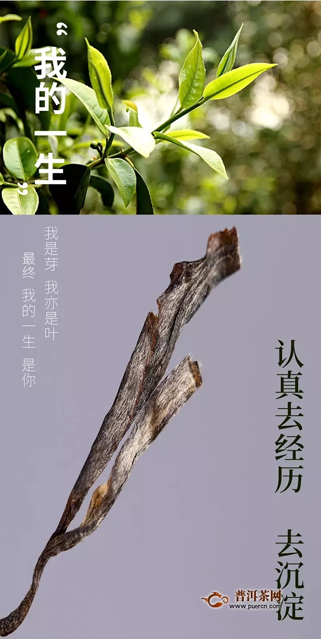 『Tea-新品』海湾茶业创业二十周年  忆念饼  生饼
