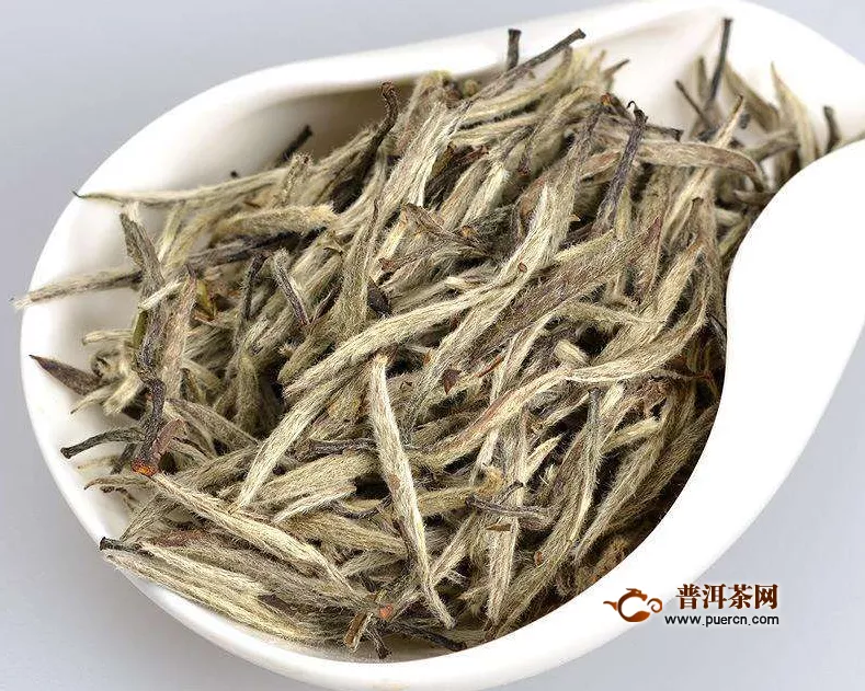 中国白茶起源地在哪里？为什么在福鼎？