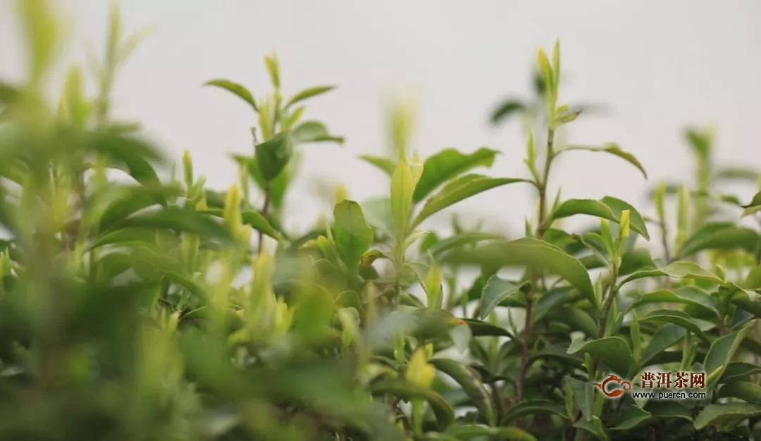 雷山银球茶功效，喝雷山银球茶的好处