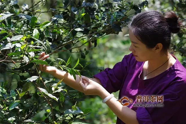 福元昌經(jīng)典復(fù)刻版預(yù)售開啟「再現(xiàn)號(hào)級(jí)茶昔日榮光」