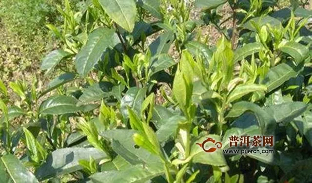 松陽(yáng)香茶的產(chǎn)地