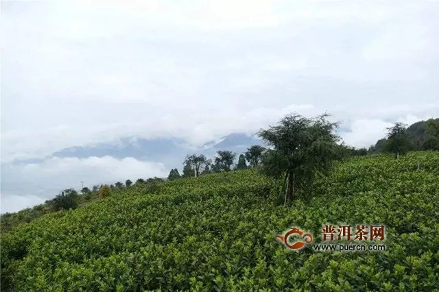 松陽(yáng)香茶的產(chǎn)地