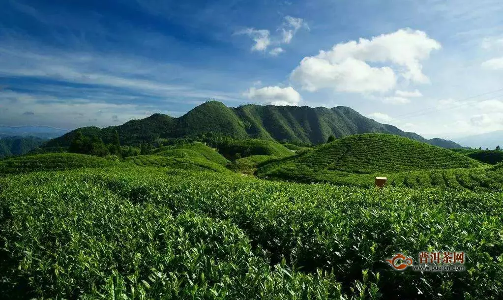 中粮贵州红茶庄园，好茶就在其中！