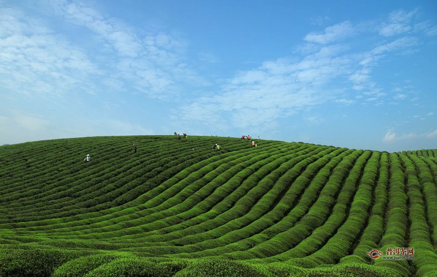 中粮贵州红茶庄园，好茶就在其中！