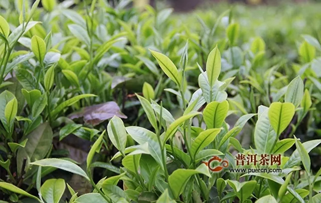 徑山香茗產(chǎn)地在哪里？徑山香茗的產(chǎn)地介紹