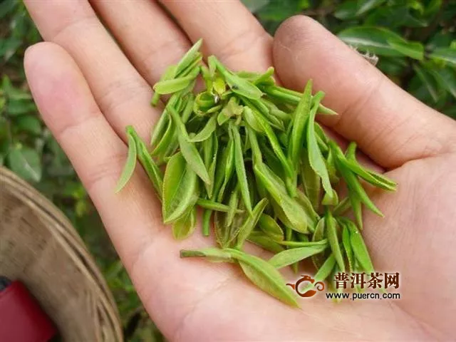 松峰茶屬于什么茶類