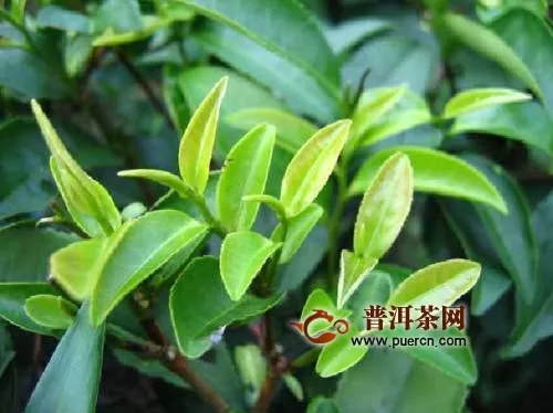 午子仙毫茶的由來