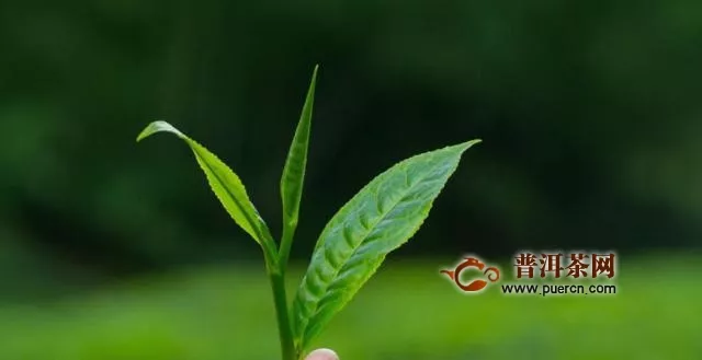 黄茶的主要产地，简述黄茶种类及其产地！