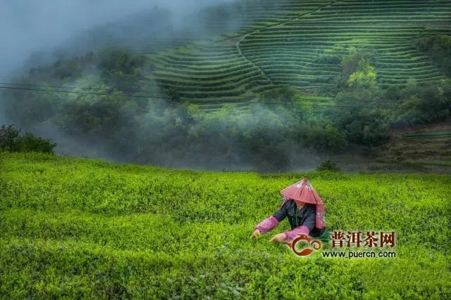 2019白茶市场走势预测