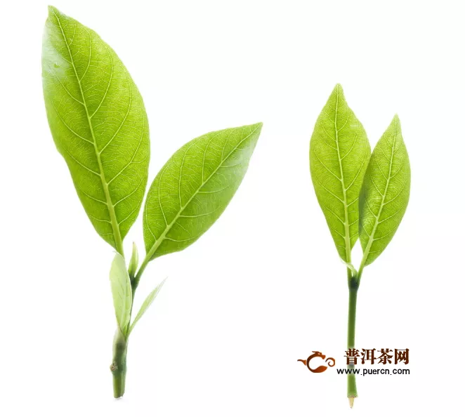 怎樣喝綠茶才是正確的，三種方式教您正確喝綠茶！