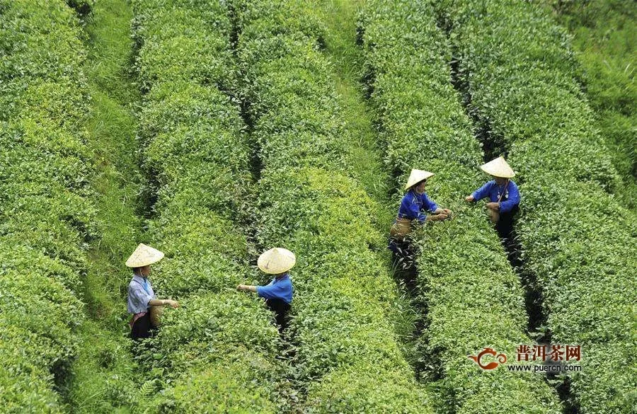 台湾乌龙茶发展历史