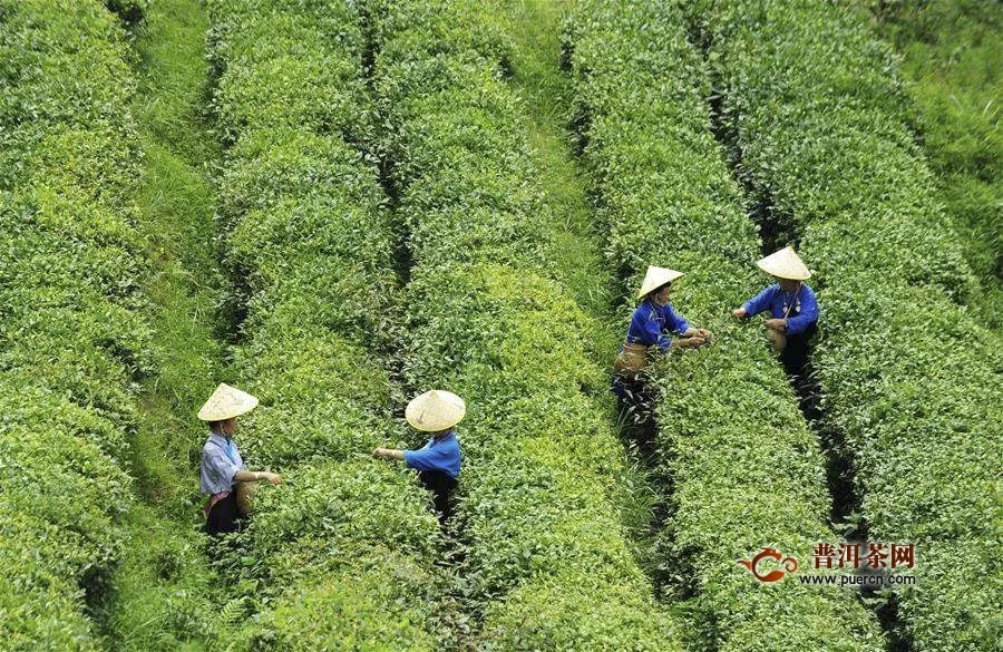 臺灣烏龍茶發(fā)展歷史