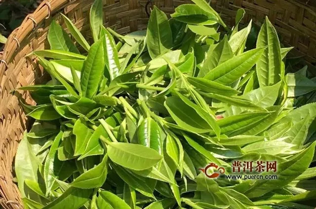 小峴春茶加工工藝流程