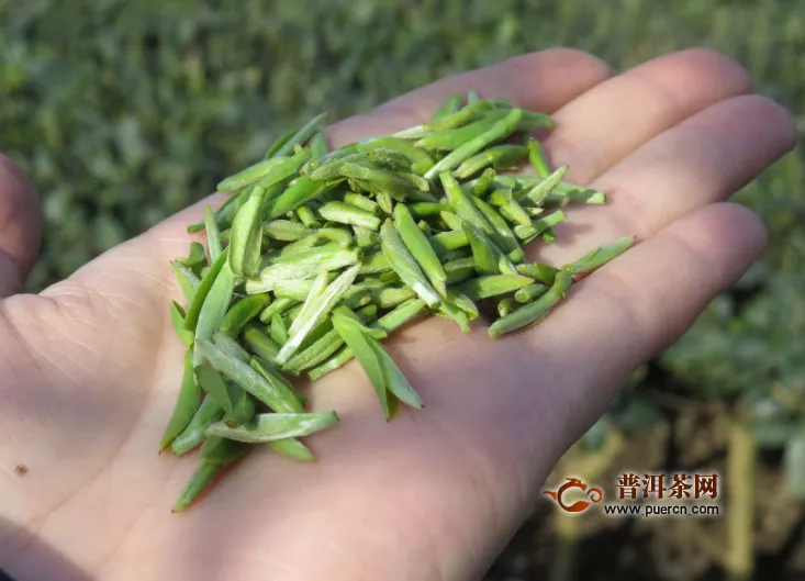 血糖高可以喝綠茶嗎？血彈高怎么喝綠茶