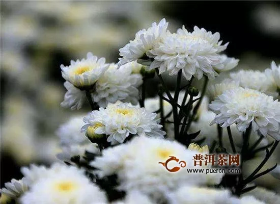 杭白菊和白菊花有什么区别