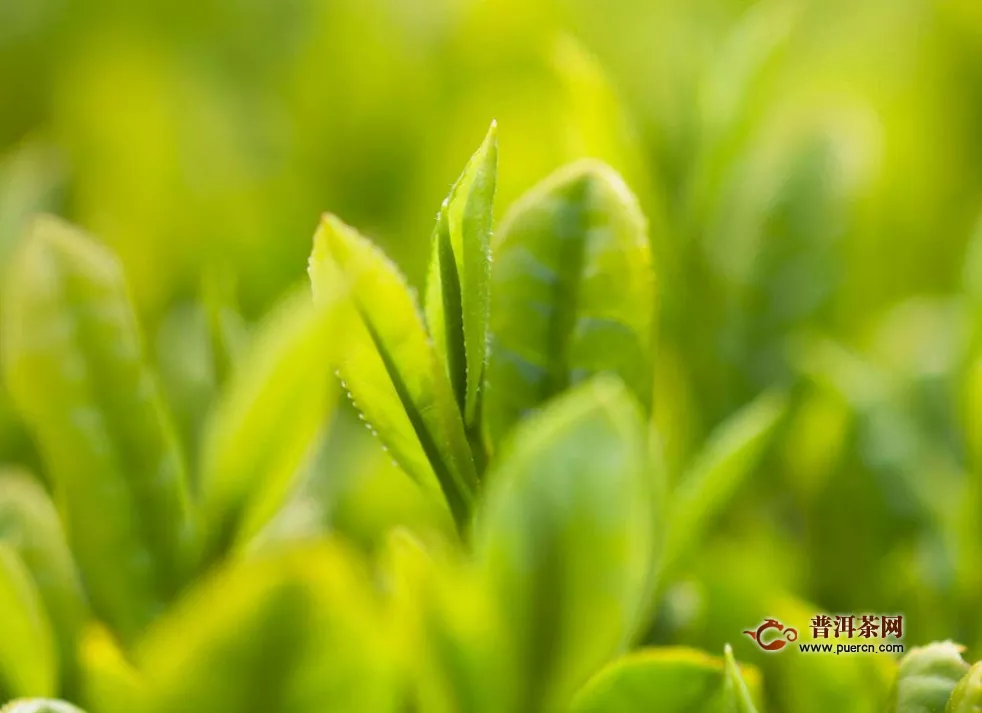 明前綠茶為什么好，簡述明前綠茶的優(yōu)勢