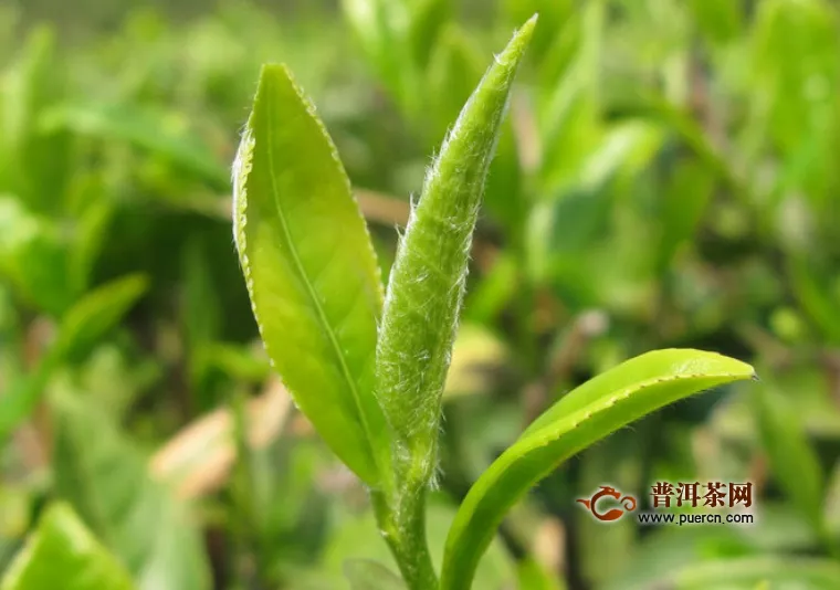 安徽绿茶的种类之安徽三大名优绿茶