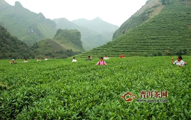 綠茶屬于發(fā)酵茶嗎？綠茶具備哪些功效呢？