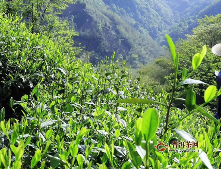 紅茶的味道描述，簡(jiǎn)述紅茶的十大香型