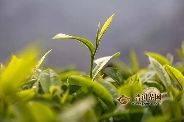 大地飘香八十载灵叶千年益众生——记云南大益茶业集团