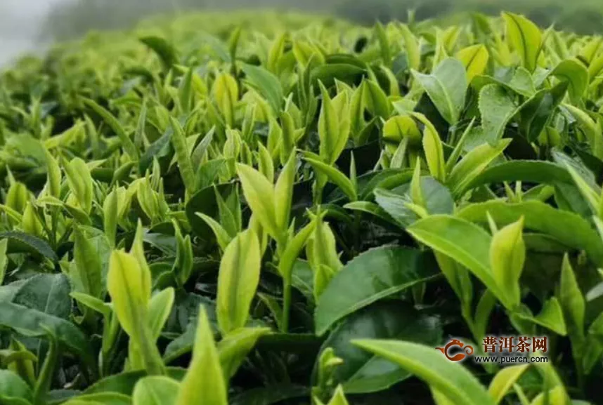 紅茶白茶綠茶功效之三大茶類的功效區(qū)別