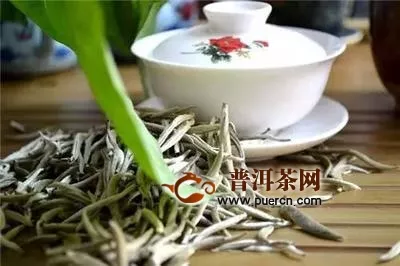 福鼎白茶种植技术，福鼎白茶的质量保证——种植