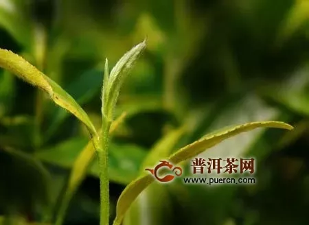 福鼎白茶十大廠(chǎng)家