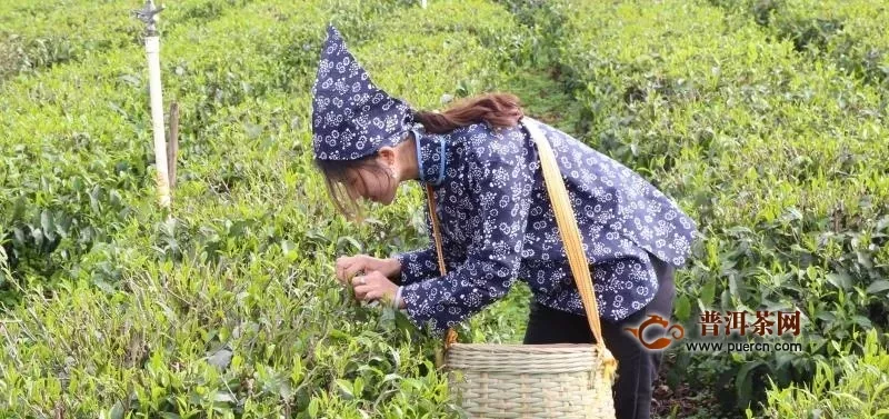 速威智慧工厂2019首开先河 助推英德红茶产业发展新篇章