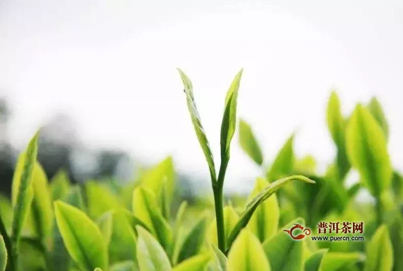 绿茶的保健功效，简述喝绿茶的好处
