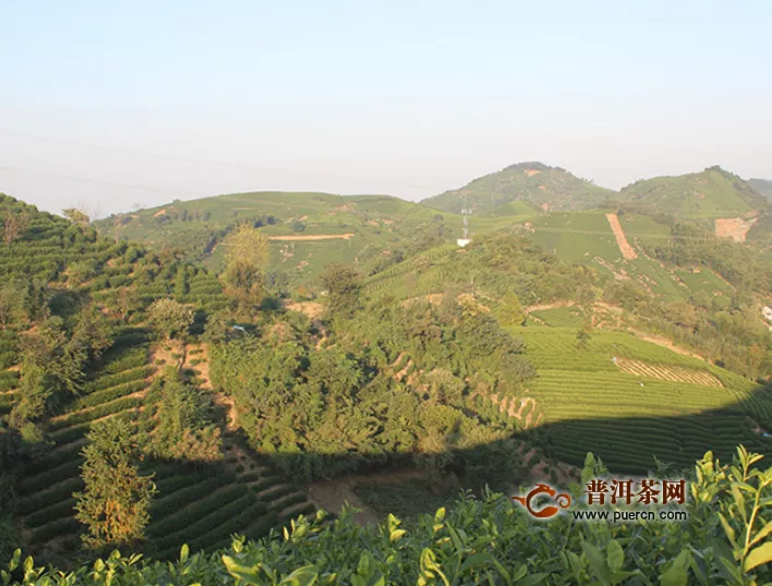 烘青綠茶如何泡，盤點沖泡烘青綠茶的步驟